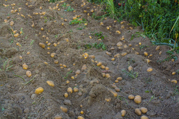Potato. to collect the potatoes on the field
