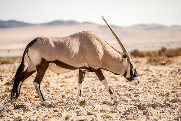 Oryx in Namib Desert