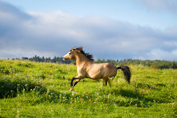 welsh pony