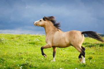 welsh pony