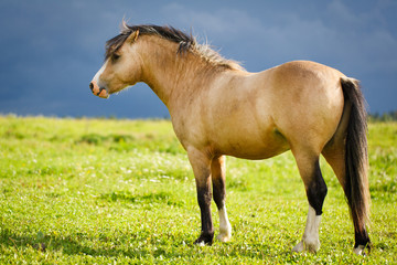 welsh pony