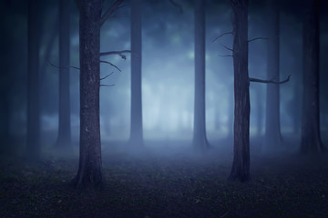 Forest with lots of trees and fog