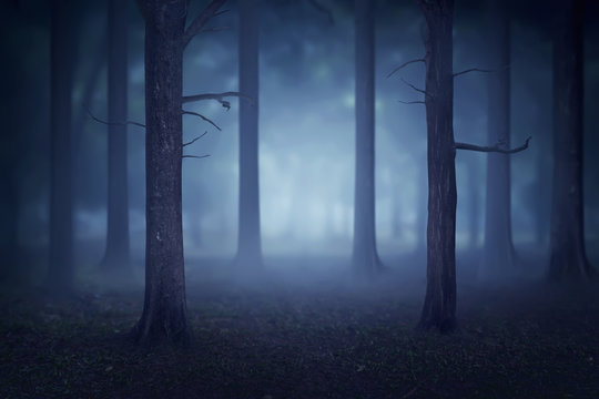 Fototapeta Forest with lots of trees and fog