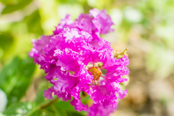 The beauty of the flower yikheng in popular country Thailand.