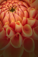 Orange flower petals, close up and macro of chrysanthemum, beautiful abstract background