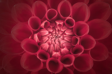 Red flower petals, close up and macro of chrysanthemum, beautiful abstract background