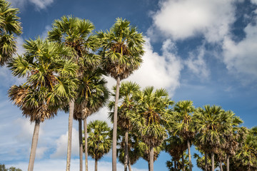 Toddy or Sugar palm tree with blue sky