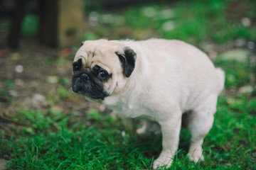 Pug Dog Excrement