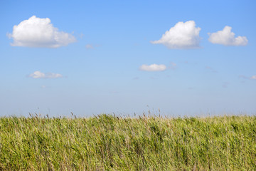 Beautiful summer landscape with long green grass, fluffy clouds and clear blue sky. Sunlight, meadow and clear sky