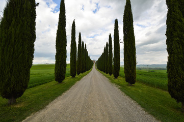 Viale alberato in Val D'Orcia, Toscana, Italia - obrazy, fototapety, plakaty