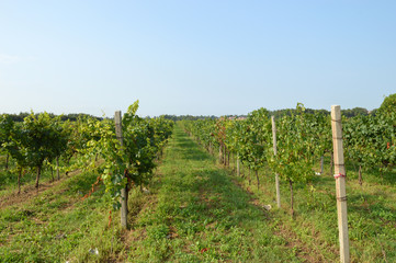 Fototapeta na wymiar Bunches of grapes in a vineyard before harvest