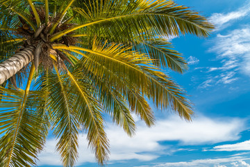 Fototapeta na wymiar Coconut palm trees in sunny day blue sky background - Travel summer holiday concept. 