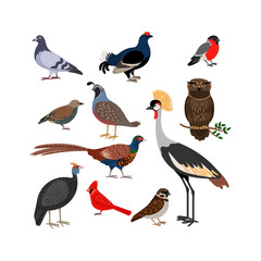 Vector bird isolated icons. Owl and pheasant, bullfinch and crane
