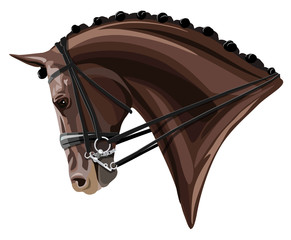 Brown Dressage Horse head on white background