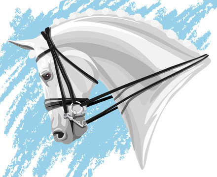 White Dressage Horse head on blue background
