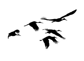 Storks flock. Vector silhouettes
