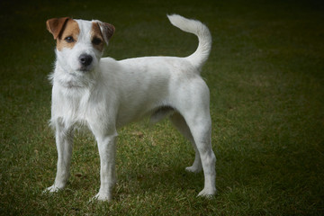 Jack Russell Parson Terrier dog standing on green grass  © Petr Bonek