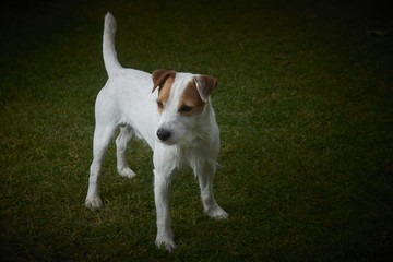 Jack Russell Parson Terrier dog standing on green grass 