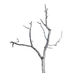 Single old and dead tree isolated on white background. This has clipping path.