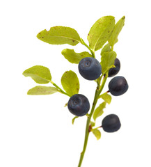 Bilberry branches with berries