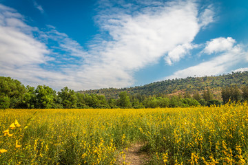 Beautiful yellow flower on the mountain with blue sky background.