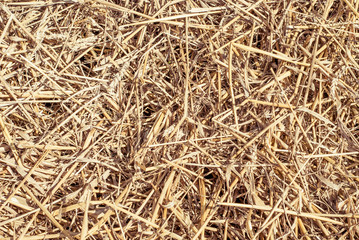 Wheat field background