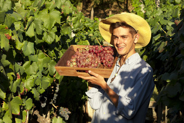 farmer picking grapes in the vineyard, vintage