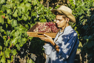 farmer picking grapes in the vineyard, vintage