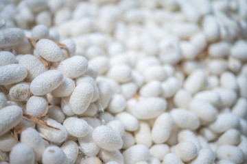 Close up of white cocoon silk. 