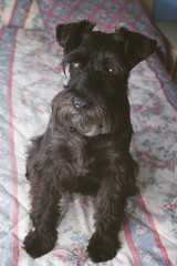 black dog on the bed