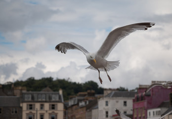 M&ouml;we in der Bucht von Oban, Highlands, Schottland