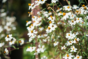 Beautiful white flower in outdoors garden sunshine day.