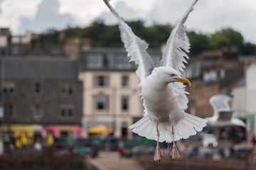 Möwe in der Bucht von Oban, Highlands, Schottland