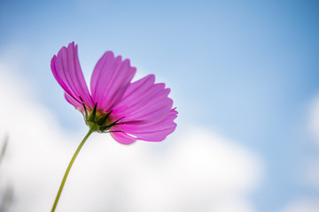A cosmos flower in sunny day with blue sky background.