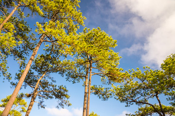 Pine forest on the mountain in sunny day blue sky background.