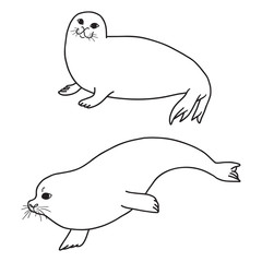 Pretty Seals isolated on white. Vector Set of marine mammal. Two