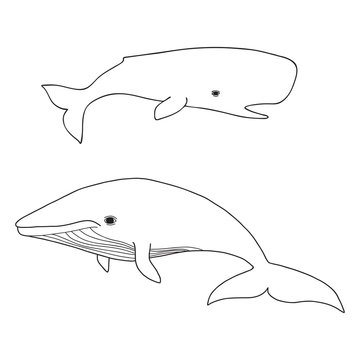 Cartoon vector sea whale and cachalot. Vector sketch doodle line