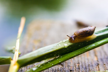 small snail crawling on a blade of grass