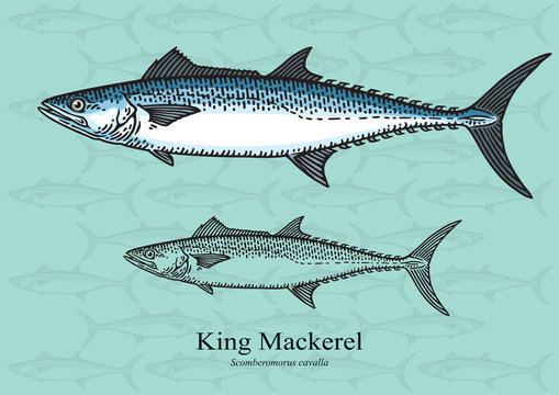 King Mackerel Images – Browse 1,859 Stock Photos, Vectors, and