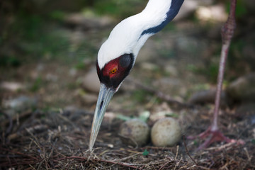 The white-naped crane
