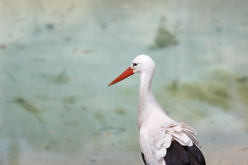 Stork by the river