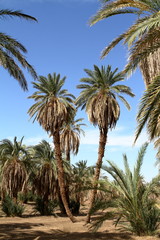 Palmen am Nil im Sudan
