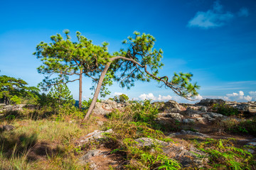 Fototapeta na wymiar Pine forest on the mountain with blue sky background.