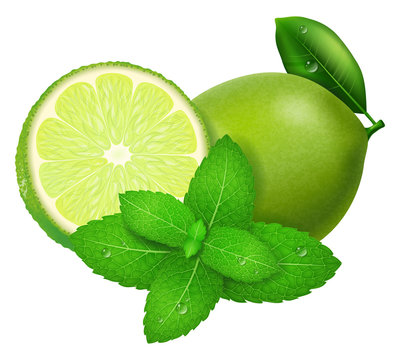 Lime and mint. Vector illustration.