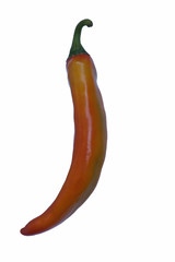 Korean hot pepper (Capsicum annuum Korean hot pepper). Image of single pepper isolated on white background