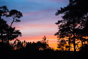 Silhouette pine forest in twilight sunset evening, travel green nature and save environmental concept.