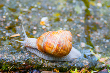 Snail closeup