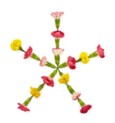 Isolated star of meadow flowers on a white background