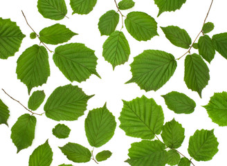 Isolated ornament of green leaves on a white background