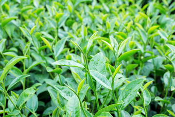 Green tea bud and fresh leaves. Tea plantations.